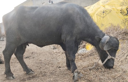 થંબનેલ 2