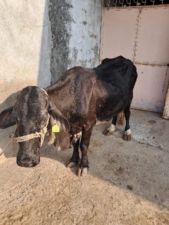 ગીર ક્રોસ