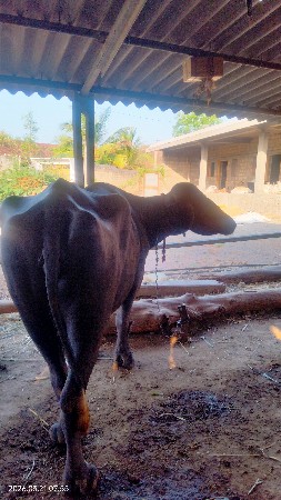 ભેંસ વેચવાની છે