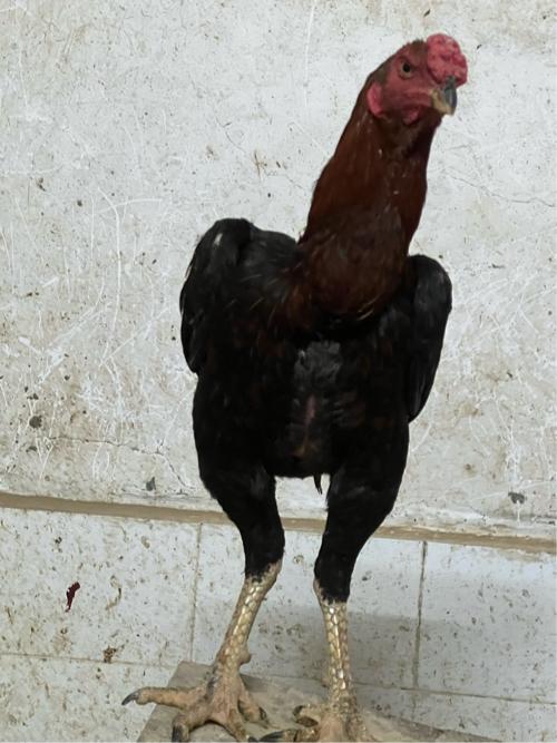 થંબનેલ 2