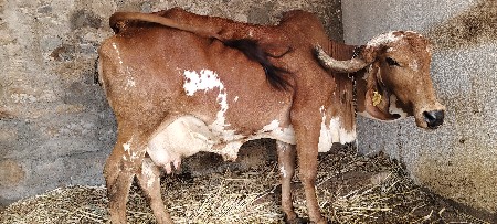ગાય વેચવા ની છે