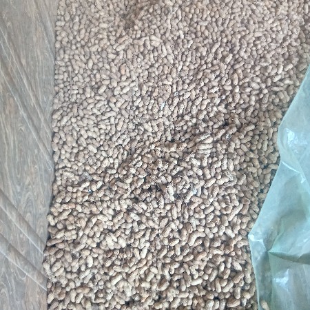 girnar 4 kori  boyarn madevani