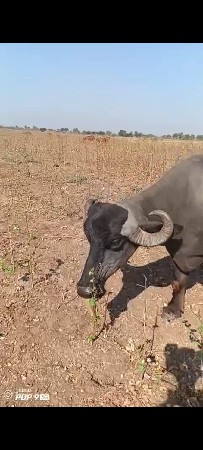 એક સાથે 13 વેસવાની સે