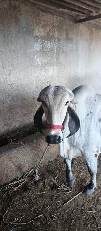 થંબનેલ 2