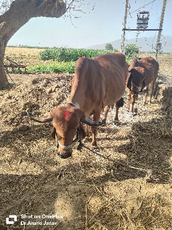 थंबनेल 3