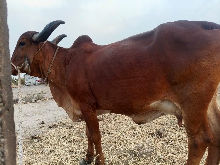 ગાય વેચવાની છે