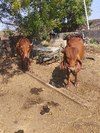 ગોધલા વેચવાના છે