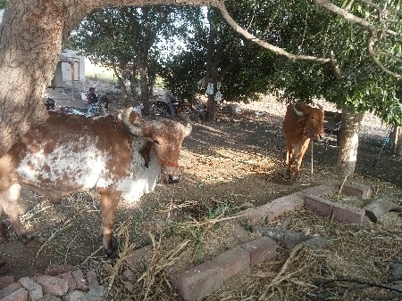 બળદ વેચવાના છે