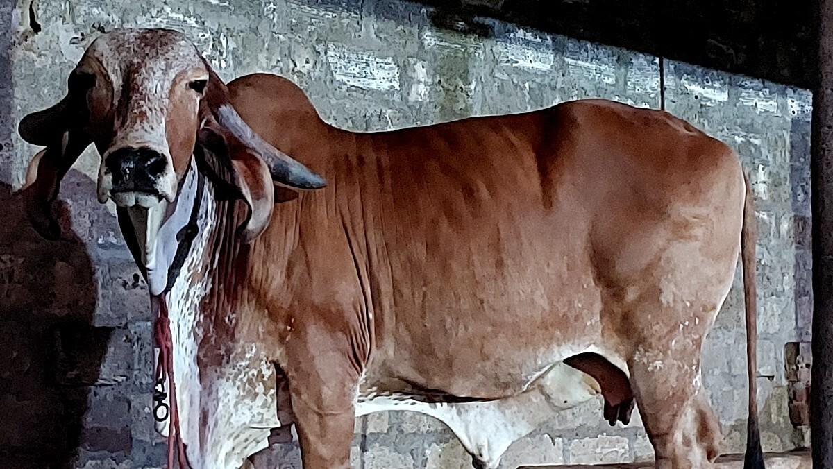 ગાય વેચવા ની છે.