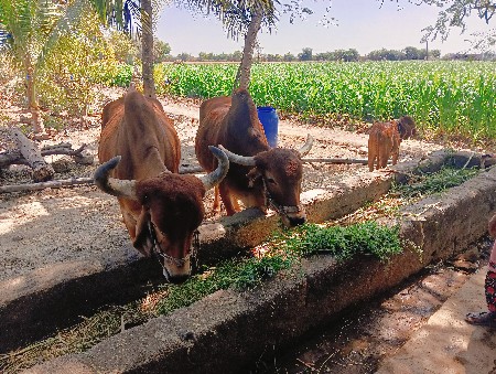 थंबनेल 2