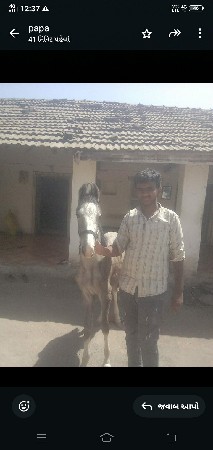 આ વશેરાનૂ શાટુ કરવાનુશે