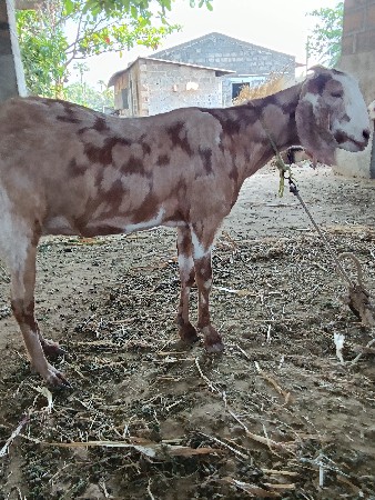 थंबनेल 2