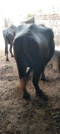 વેચ્યા ખડેલો