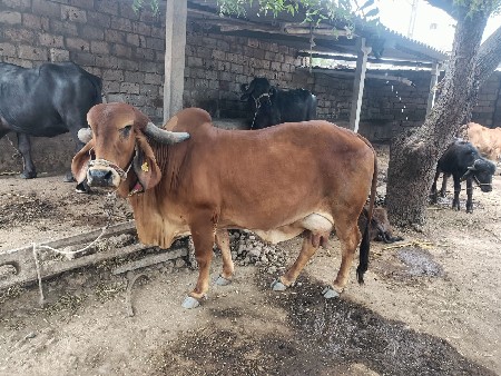 थंबनेल 3