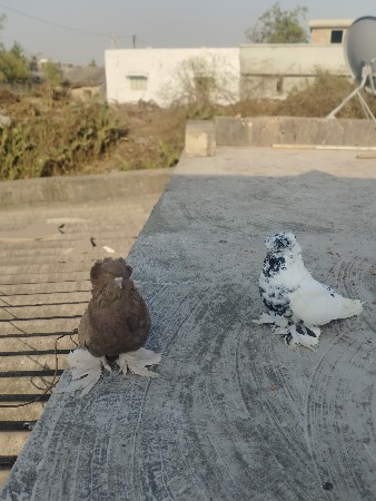 થંબનેલ 2