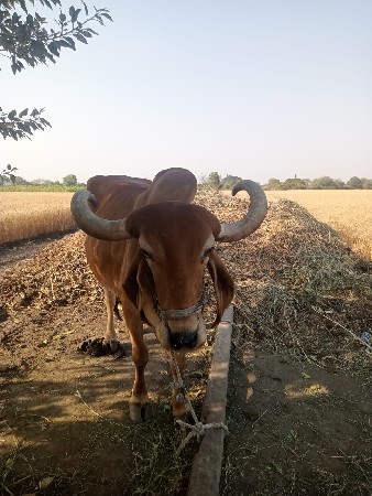 थंबनेल 3