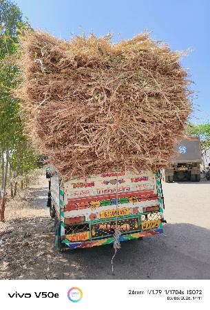 હાલની શિયાળો