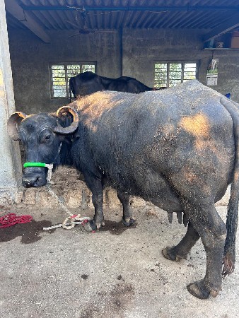 थंबनेल 2