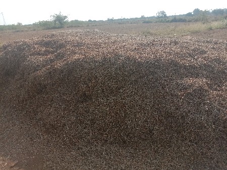 ભૂકો માંડવીનો વેચવાનો છે