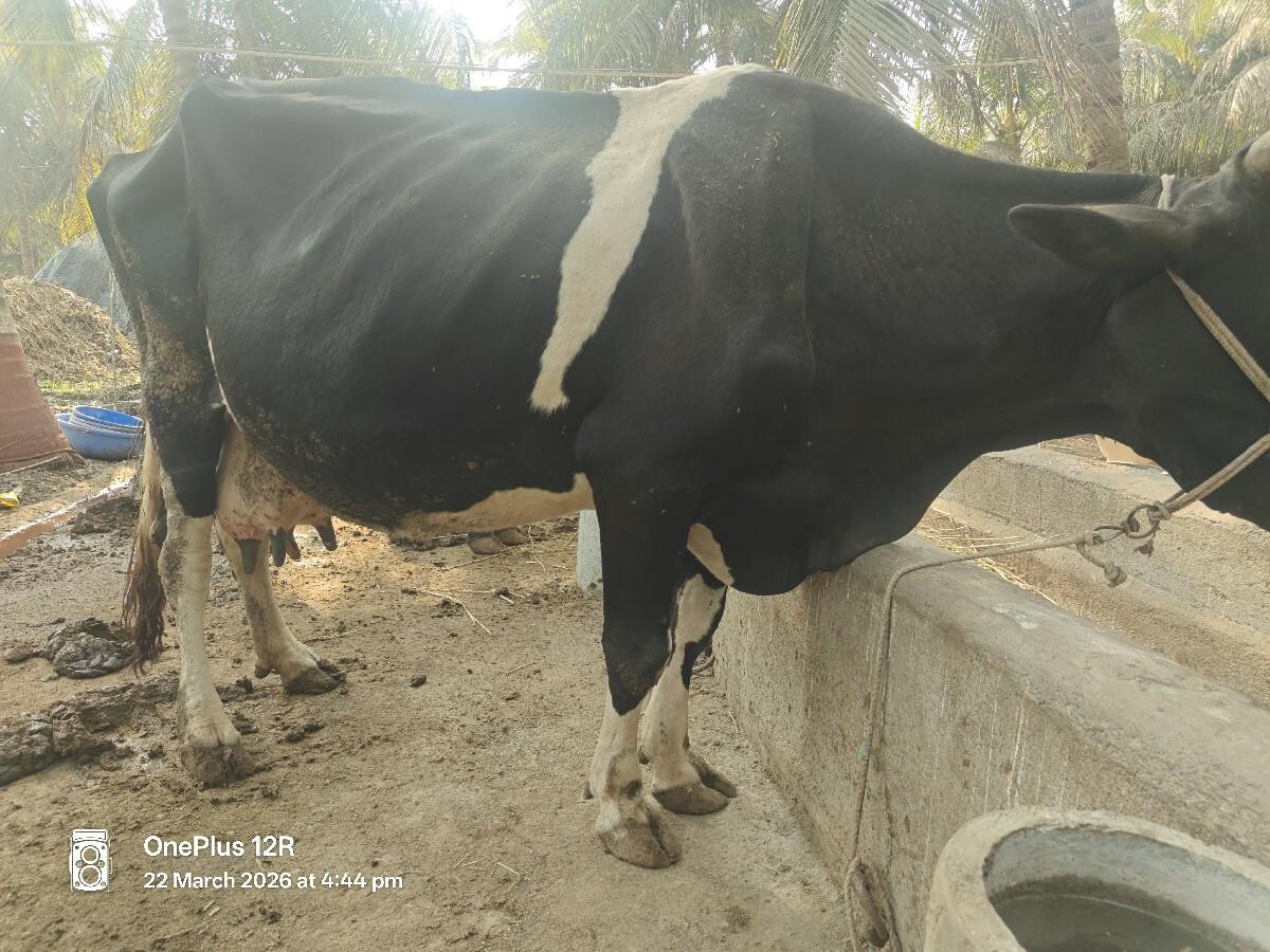 થંબનેલ 2