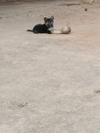 જર્મન શેફર્ડ ફીમેલ વેચવાની છે