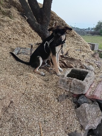 એક વર્ષનો છે