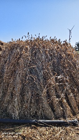 જુવાર ના પુરા વેચવાના છે