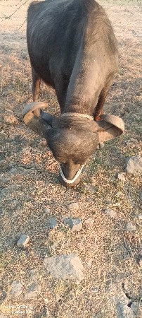 2 ખડેલા પેલા વેતર ની