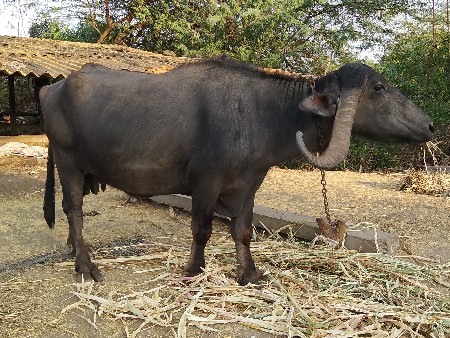 थंबनेल 3