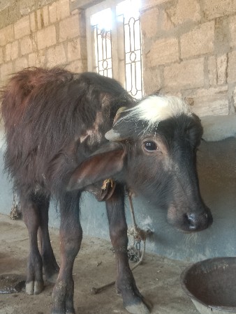 थंबनेल 3