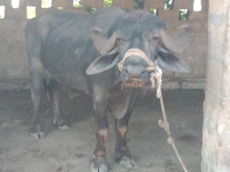 થંબનેલ 2