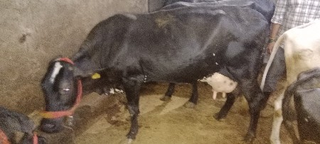 थंबनेल 2