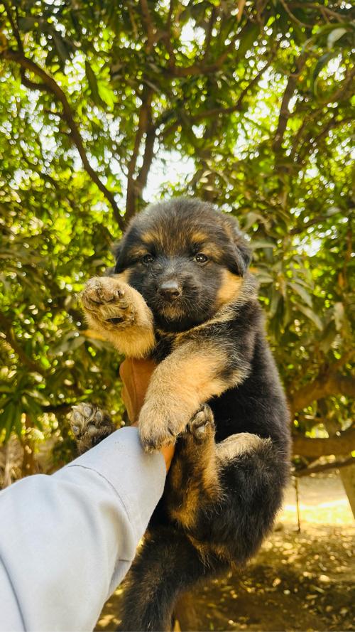 German Shepherd Double Coat Female Annulation ma