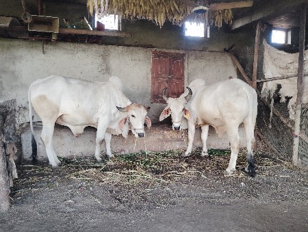 બળદ વેચવાના છે