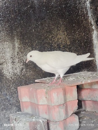 થંબનેલ 3