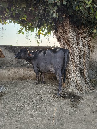 थंबनेल 2