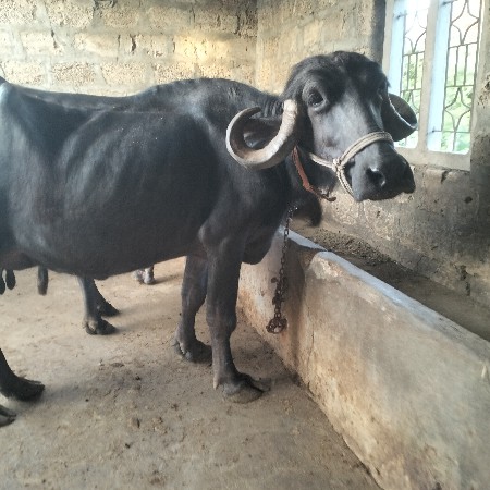 थंबनेल 2