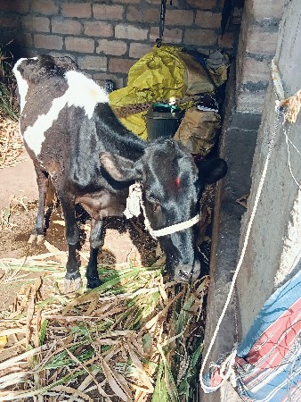 જર્સી ગાય વેચવાની છે