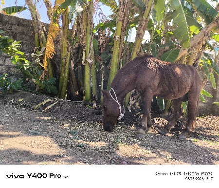 ઘોડો (પોની)