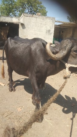 थंबनेल 2