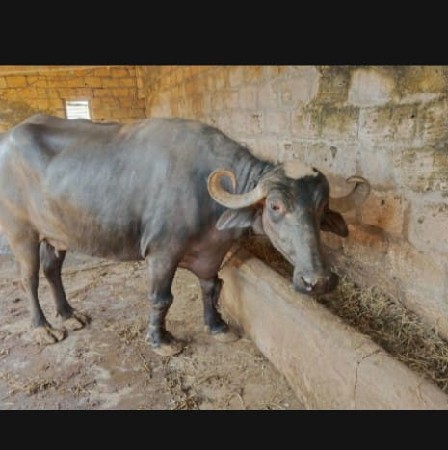 2 ભેંસ વેચવાની છે