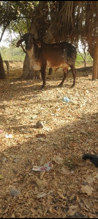 પેલું વેતર ગાભણ છે