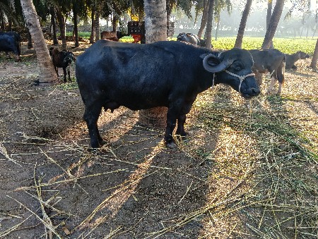 ભેંસ વેચવાની છે