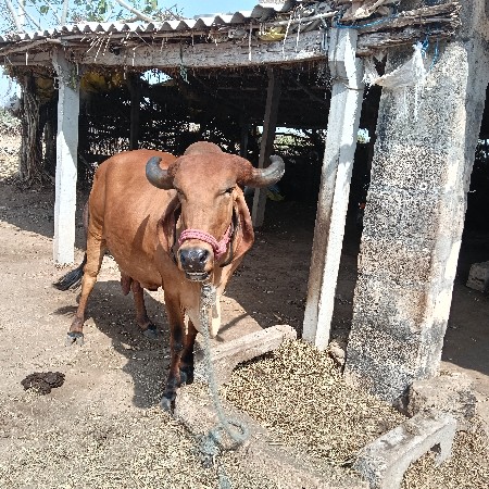 થંબનેલ 3