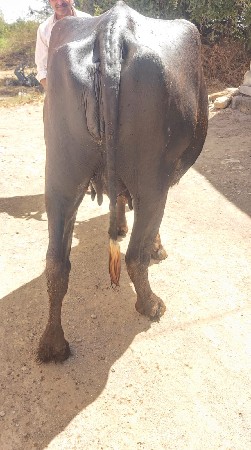 थंबनेल 3