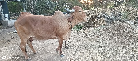 ગાય આપવાની છે
