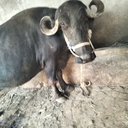 थंबनेल 2