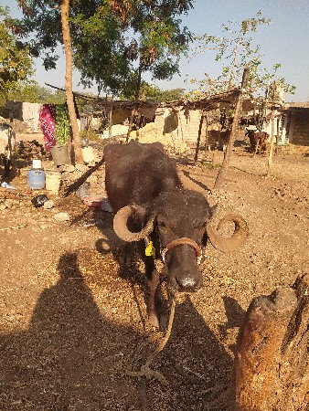 ભેશ વેચવાની છે