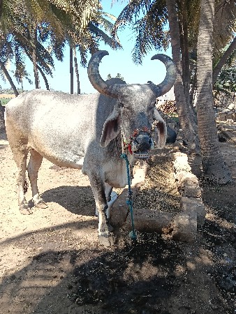 थंबनेल 3