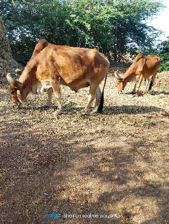 વેચવા ના છે